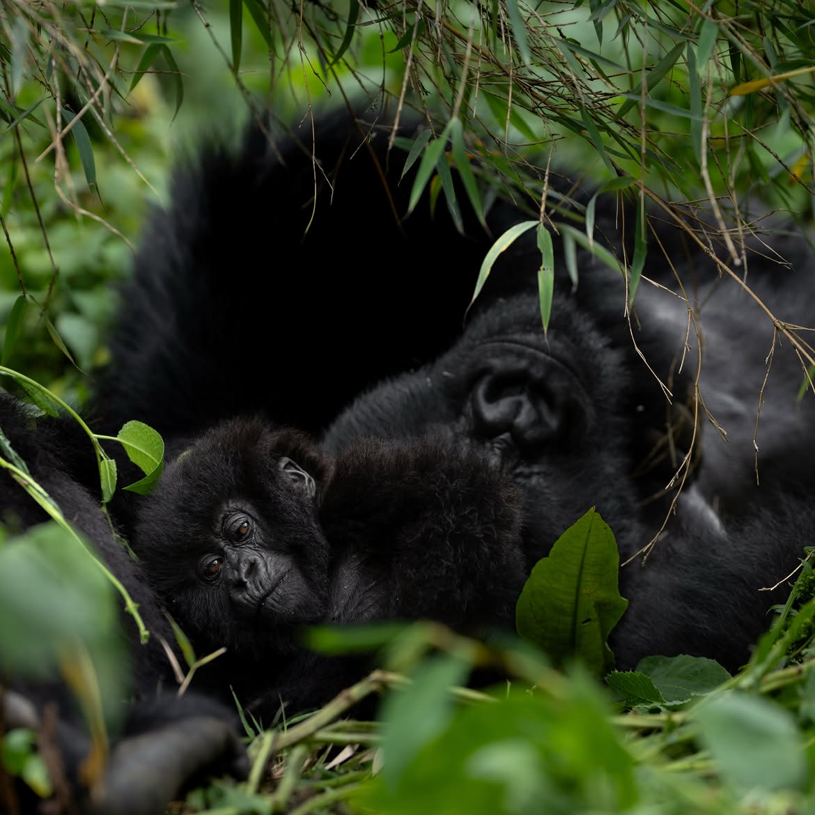 A mother mountain gorilla resting with her infant in Rwanda