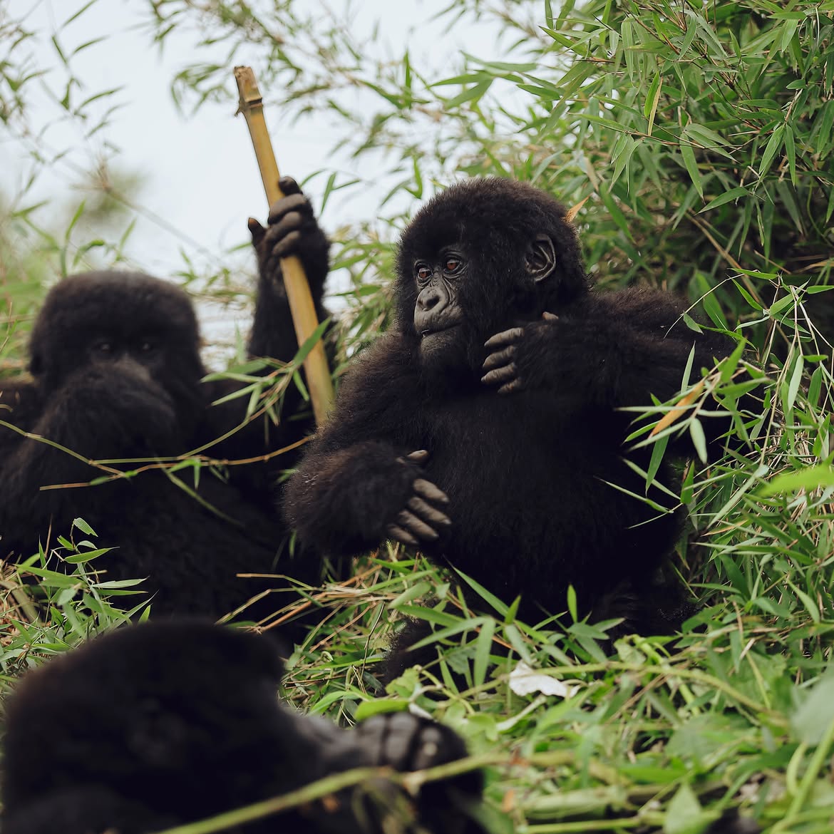 Young mountain gorillas among bamboo in Rwanda